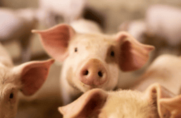 Huttons Kiwi Pig Farm, Te Pirata