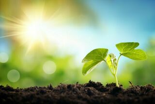 Seed Bed Heating