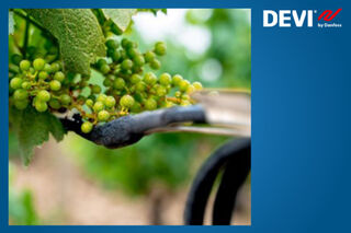 Vineyards