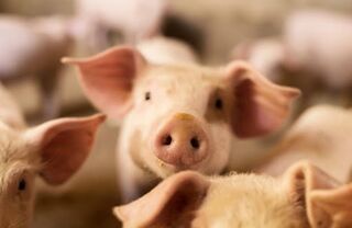 Huttons Kiwi Pig Farm, Te Pirata